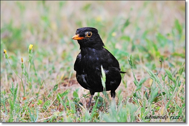 Avifauna humor